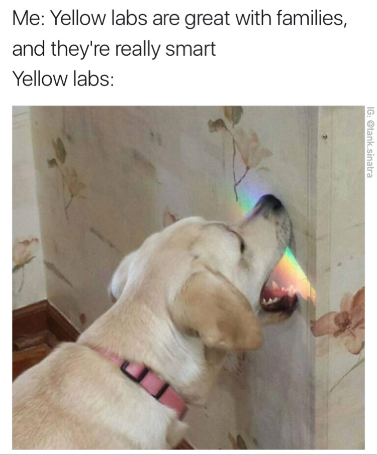Funny dank meme about how dogs like yellow labs are smart, and a picture of one trying to eat a light refraction off the wall.