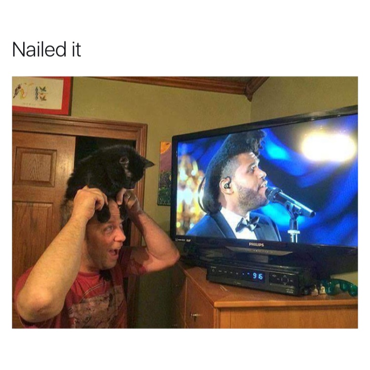 Meme of someone wearing a cat on his head to highlight how The Weekend's hair looks like.