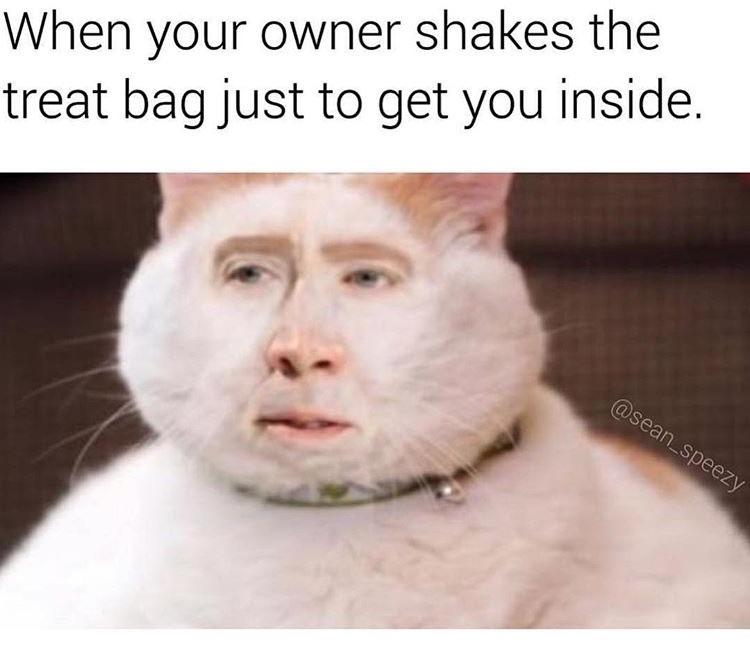 Meme about teasing your cat by shaking the bag, with Nicolas Cage face on kitty.