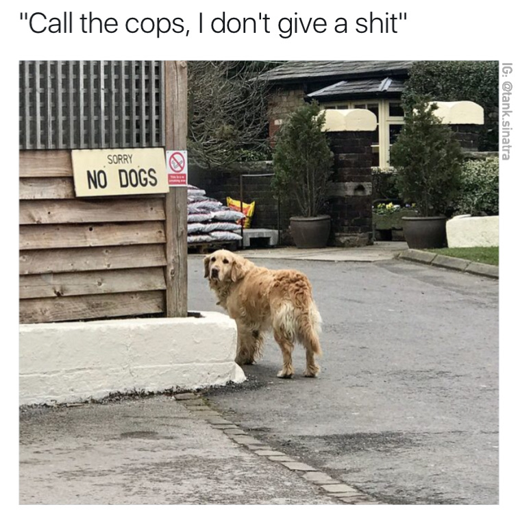 Funny picture of a dog ignoring a sign that says NO DOGS. Caption dares you to call the cops on him.