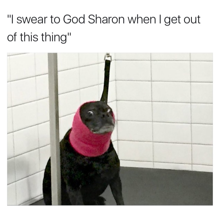Funny meme of a dog wearing a head and neck cast.