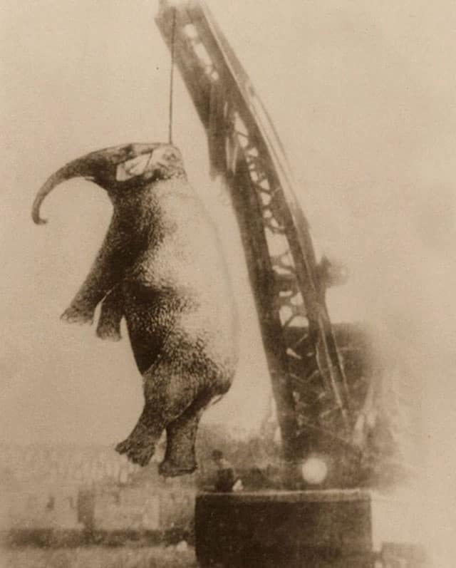 After stepping on her trainer’s head, Mary the Asian elephant (also known as ‘Murderous Mary”) was hanged from a crane until death. It was later discovered that she had an infected tooth, and the unqualified trainer had prodded it, which caused her to react.

The details of the aftermath are confused in a maze of sensationalist newspaper stories and folklore. Most accounts indicate that she calmed down afterward and didn’t charge the onlookers, who began chanting, “Kill the elephant! Let’s kill it.” Within minutes, local blacksmith Hench Cox tried to kill Mary, firing five rounds with little effect. Meanwhile, the leaders of several nearby towns threatened not to allow the circus to visit if Mary was included.
The circus owner, Charlie Sparks, reluctantly decided that the only way to quickly resolve the potentially ruinous situation was to kill the elephant in public. On the following day, a foggy and rainy September 13, 1916, Mary was transported by rail to Unicoi County, Tennessee, where a crowd of over 2,500 people (including most of the town’s children) assembled in the Clinchfield Railroad yard.