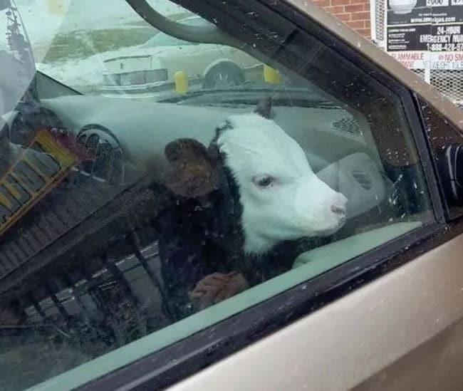 baby cow in car