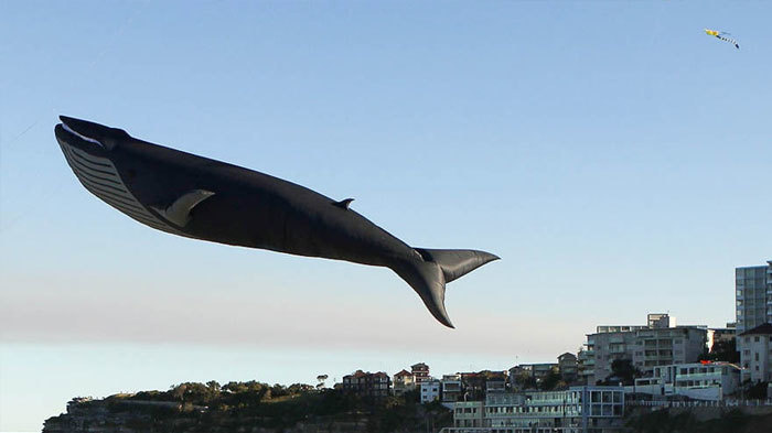 blue whale life size - Tv