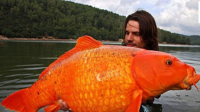giant goldfish