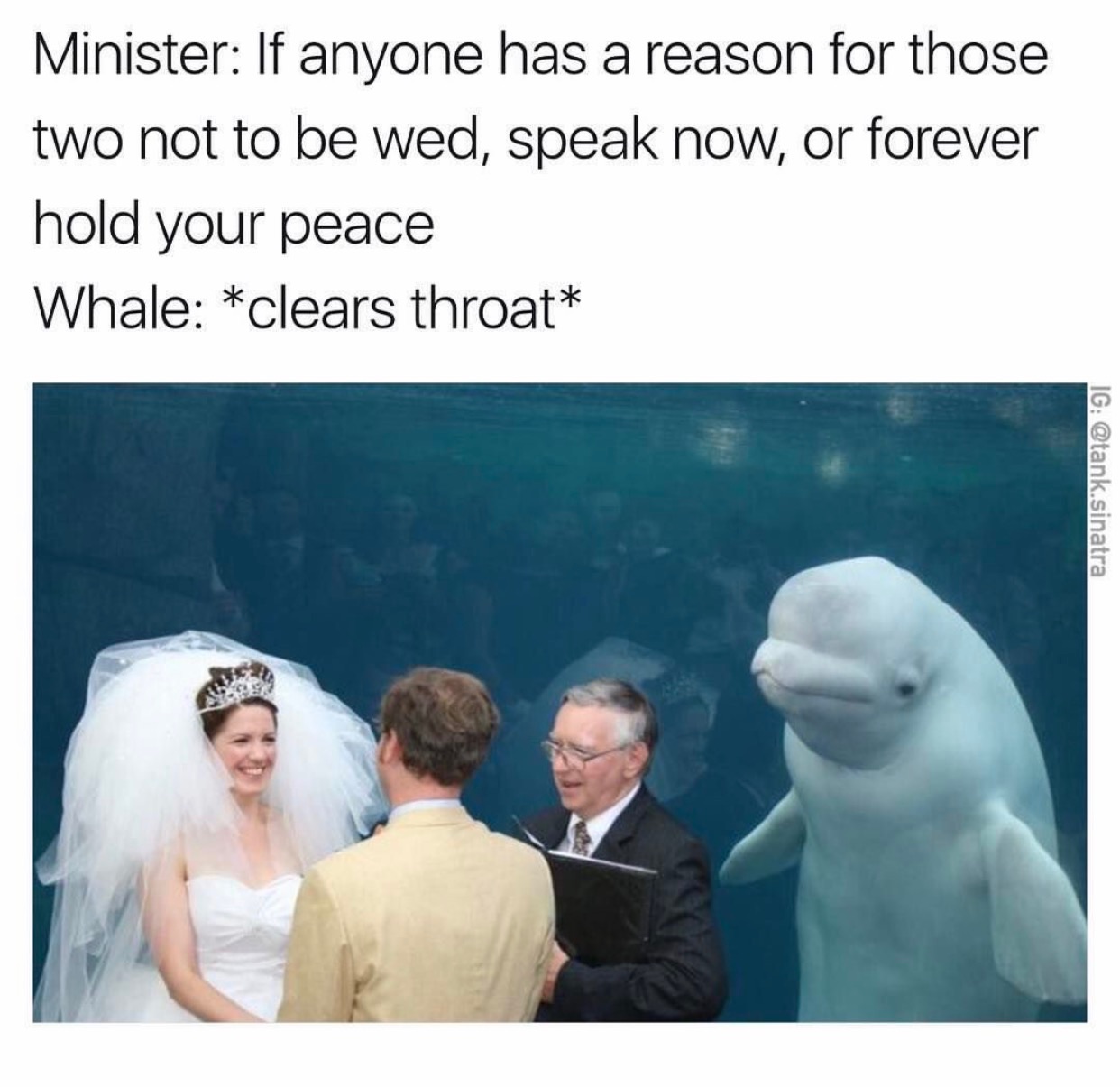 beluga whale memes - Minister If anyone has a reason for those two not to be wed, speak now, or forever hold your peace Whale clears throat Ig .sinatra