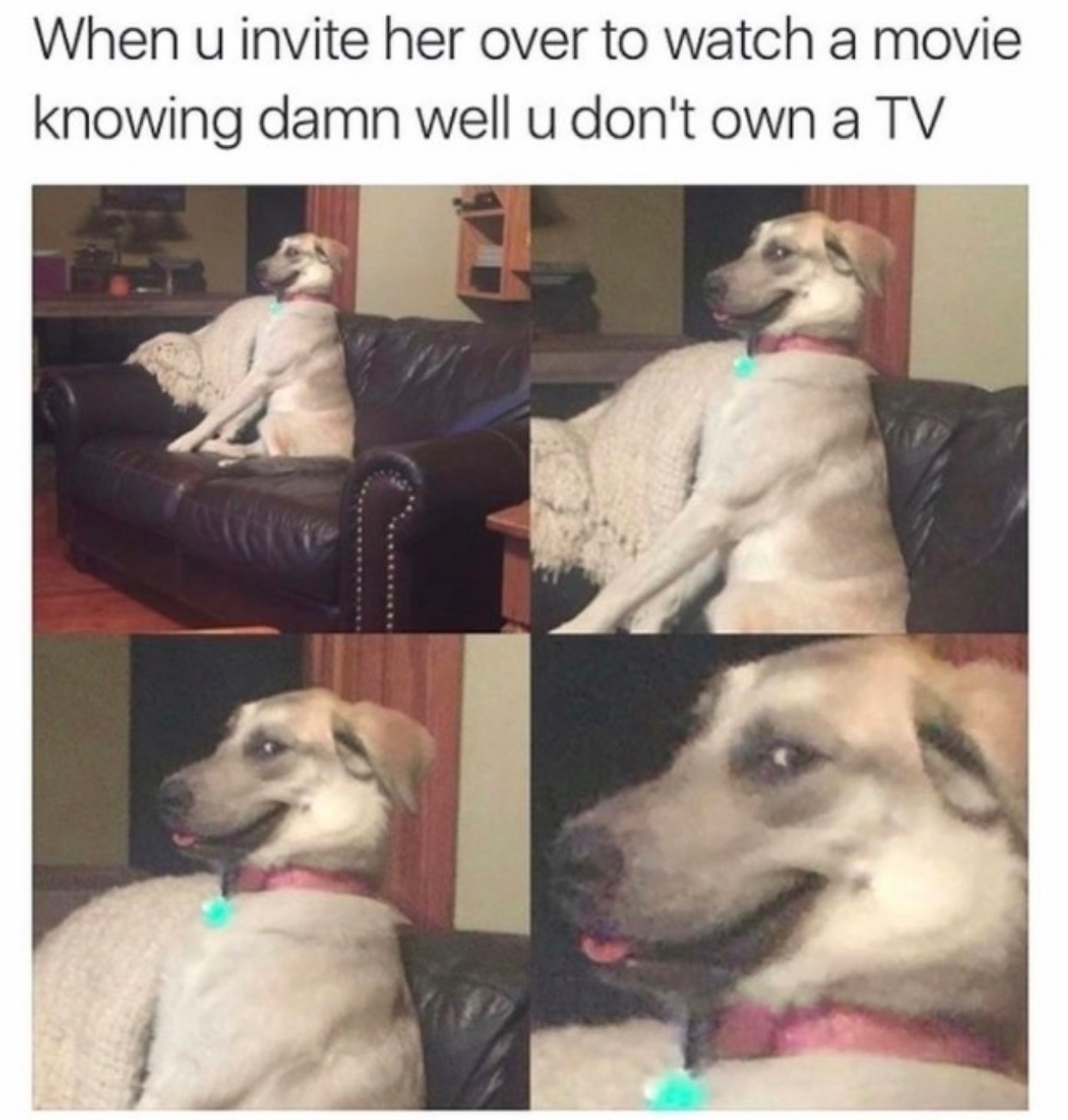 dog farts meme - When u invite her over to watch a movie knowing damn well u don't own a Tv
