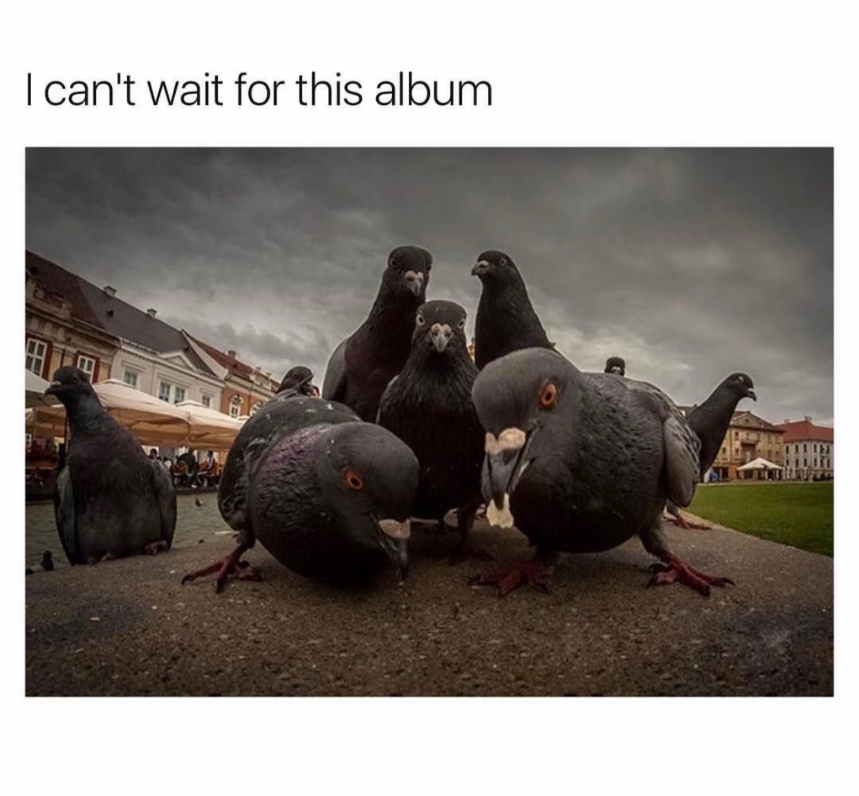 these pigeons look like they - I can't wait for this album