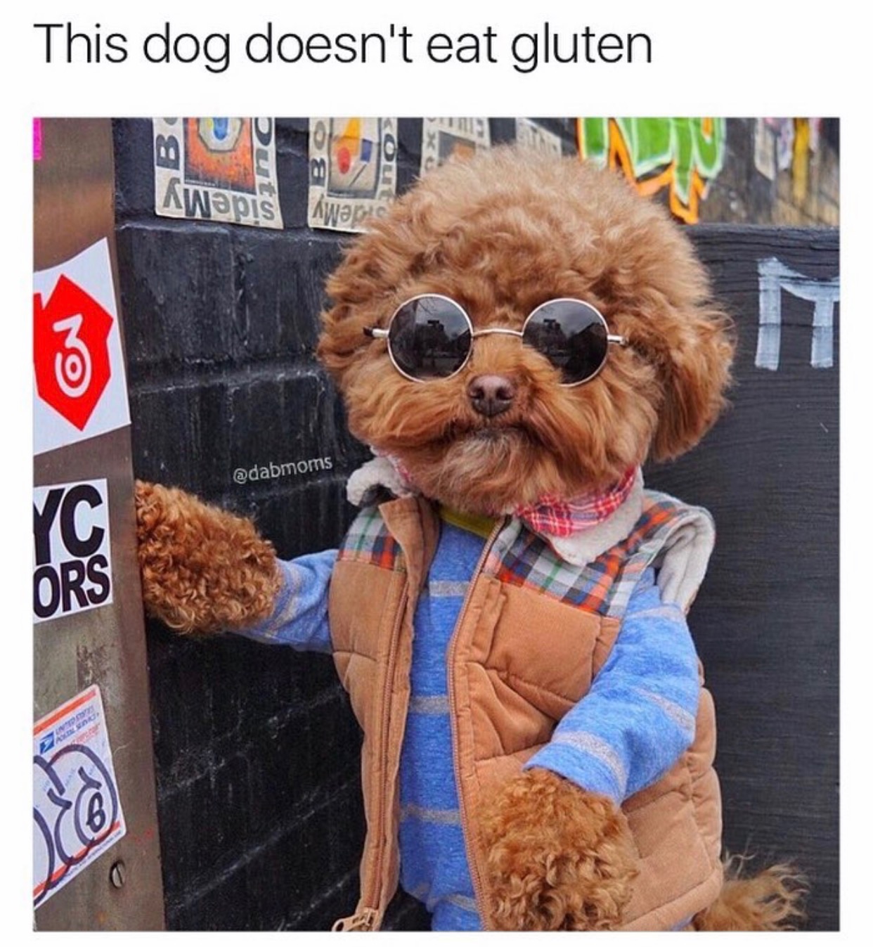 hipster puppy - This dog doesn't eat gluten Awaps Awani
