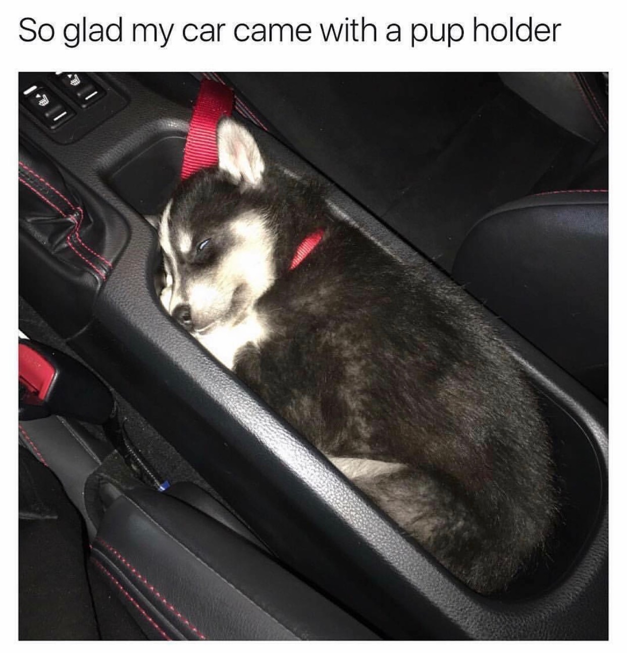 pup holder - So glad my car came with a pup holder