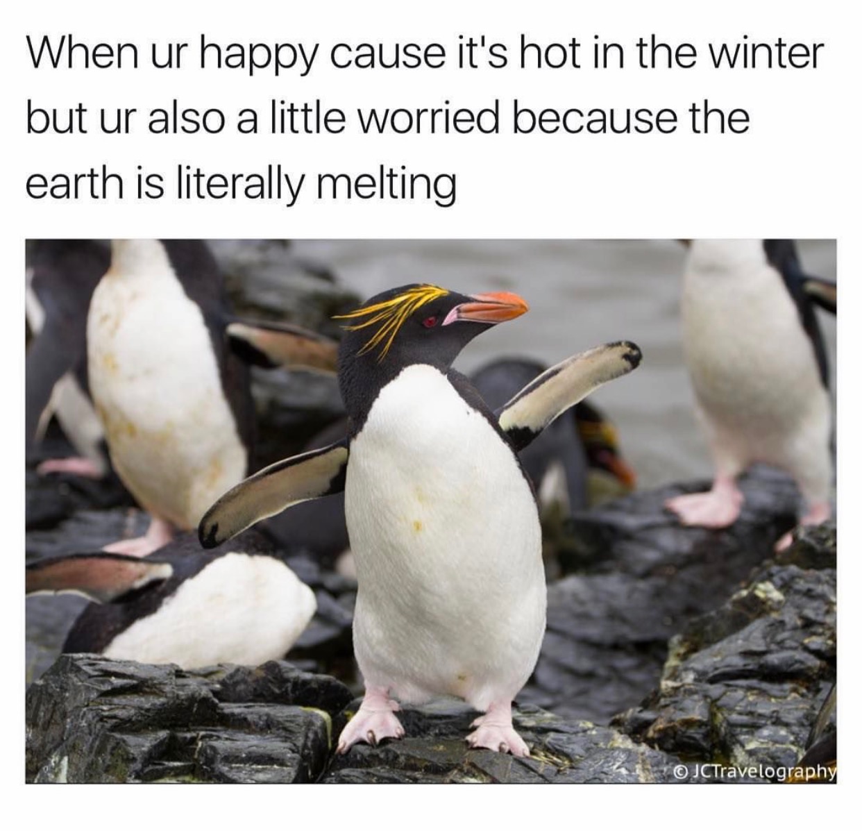 busy penguin - When ur happy cause it's hot in the winter but ur also a little worried because the earth is literally melting JCTravelography