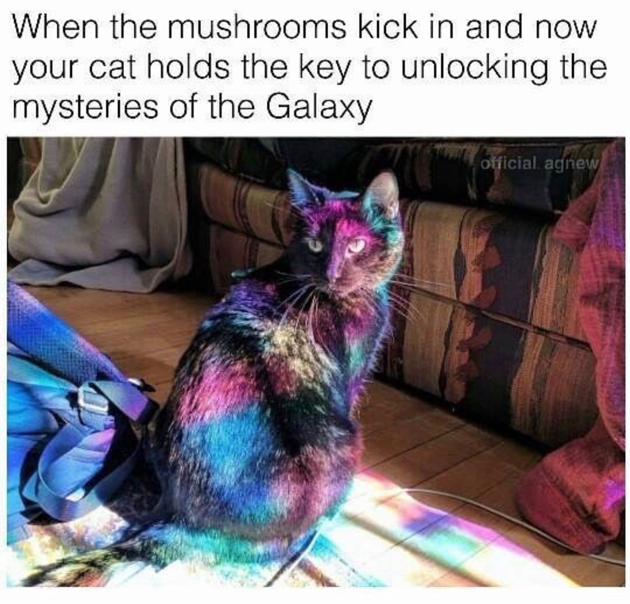 memes funny animals - When the mushrooms kick in and now your cat holds the key to unlocking the mysteries of the Galaxy official agnew