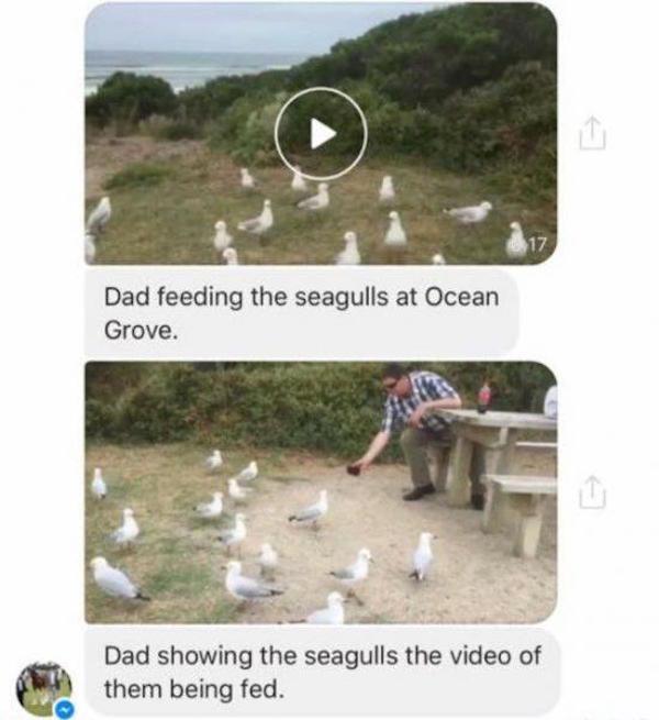 Internet meme - Dad feeding the seagulls at Ocean Grove. Dad showing the seagulls the video of them being fed.