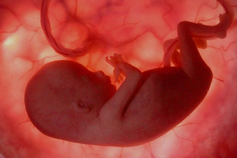 If a pregnant mother suffers organ damage during the pregnancy the fetus can send stem cells to help repair the damage