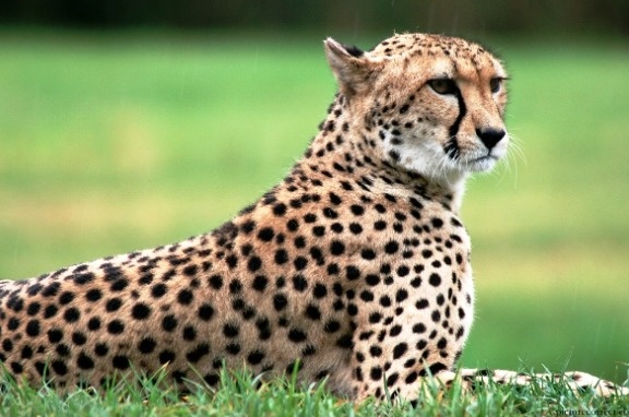 Cheetah - A nine-year-old boy from Hamerton, Cambridgeshire, U.K., found a cheetah in his house's garden. The predator had actually broke free from a nearby animal sanctuary.