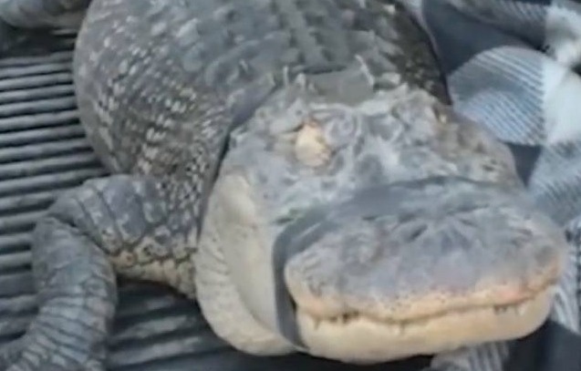 200 Pound Alligator - The massive alligator was found in someone's basement. If I saw that thing in my home, I'd run out the door screaming and never come back.