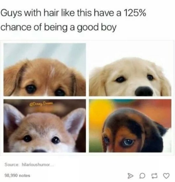 memes - good boy meme - Guys with hair this have a 125% chance of being a good boy Source hilarioushumor... 98,990 notes