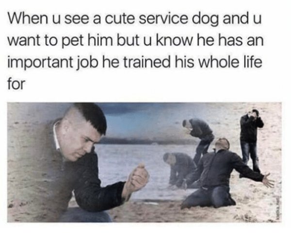 memes - can t you pet a service dog - When u see a cute service dog and u want to pet him but u know he has an important job he trained his whole life for