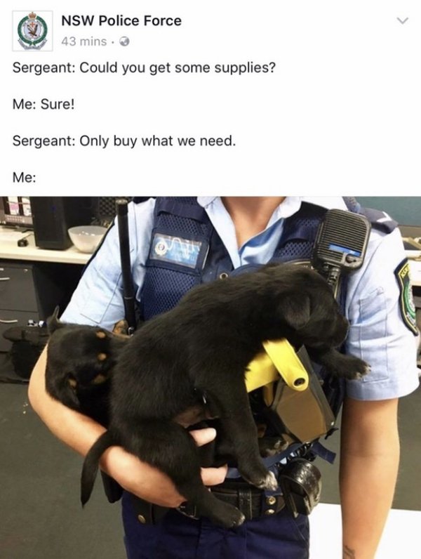 memes - nsw police force - Nsw Police Force 43 mins. Sergeant Could you get some supplies? Me Sure! Sergeant Only buy what we need. Me
