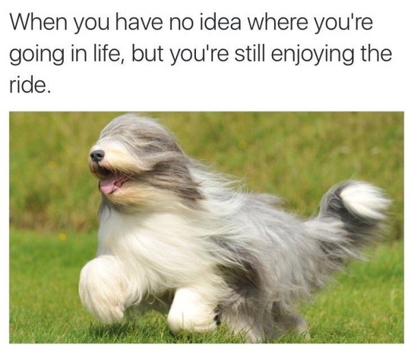 memes - collie bearded - When you have no idea where you're going in life, but you're still enjoying the ride.