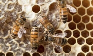 beehive for kids
