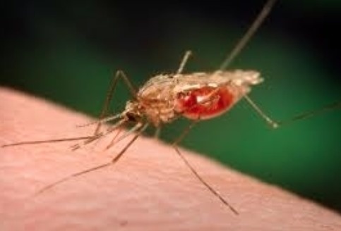 genetically modified mosquitoes malaria