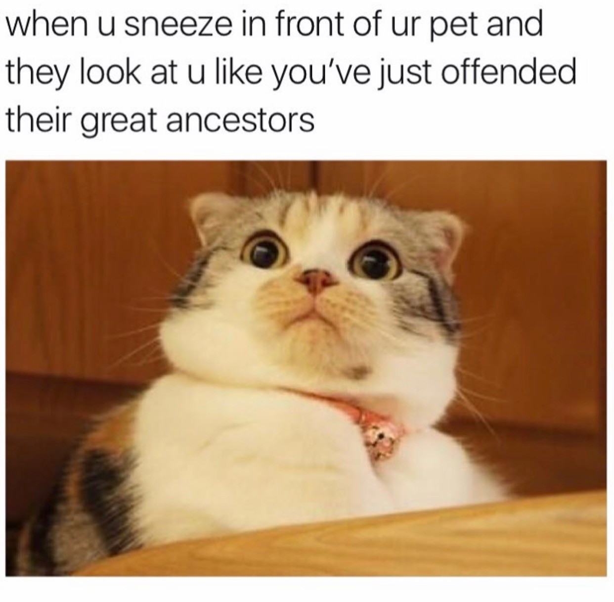 funny cat memes - when u sneeze in front of ur pet and they look at u you've just offended their great ancestors