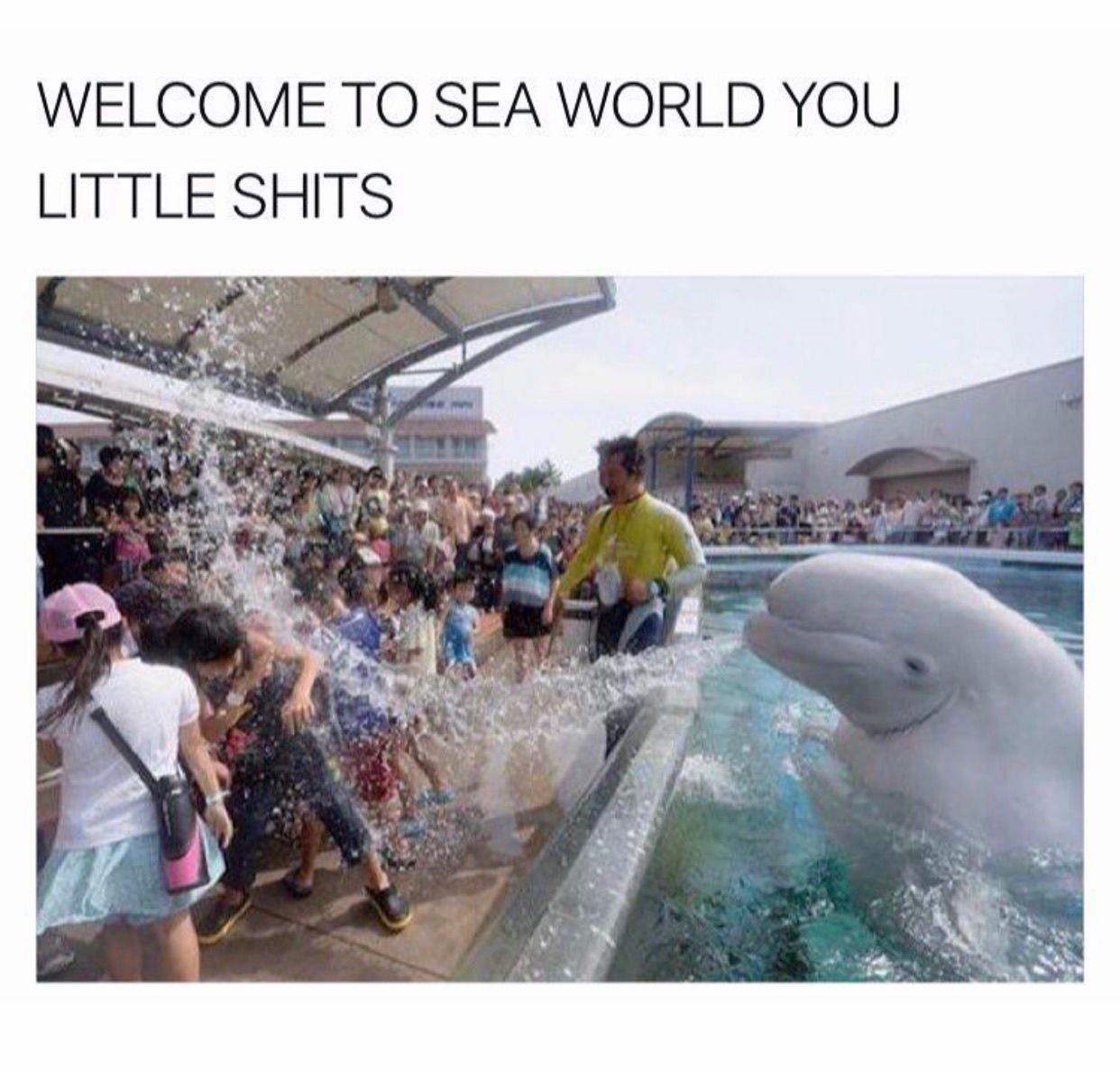 seaworld memes - Welcome To Sea World You Little Shits