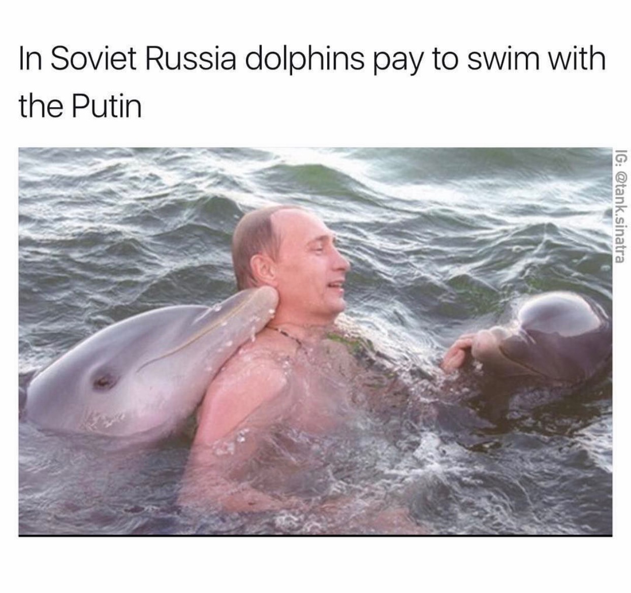 water - In Soviet Russia dolphins pay to swim with the Putin Ig .sinatra