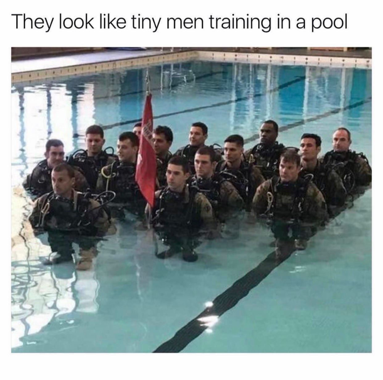they look like tiny men training - They look tiny men training in a pool