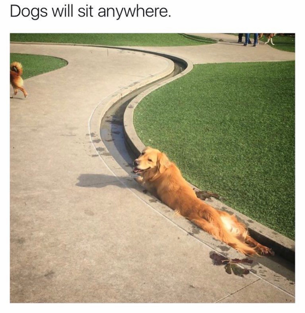 floating the river meme - Dogs will sit anywhere.