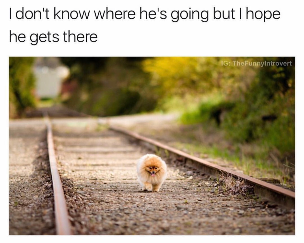 desktop background pomeranian - I don't know where he's going but I hope he gets there Ig TheFunnyIntrovert