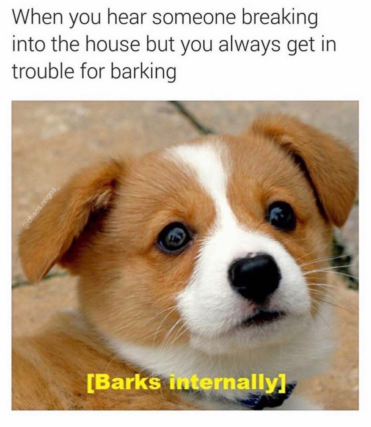dog memes - When you hear someone breaking into the house but you always get in trouble for barking .reigns Barks internally