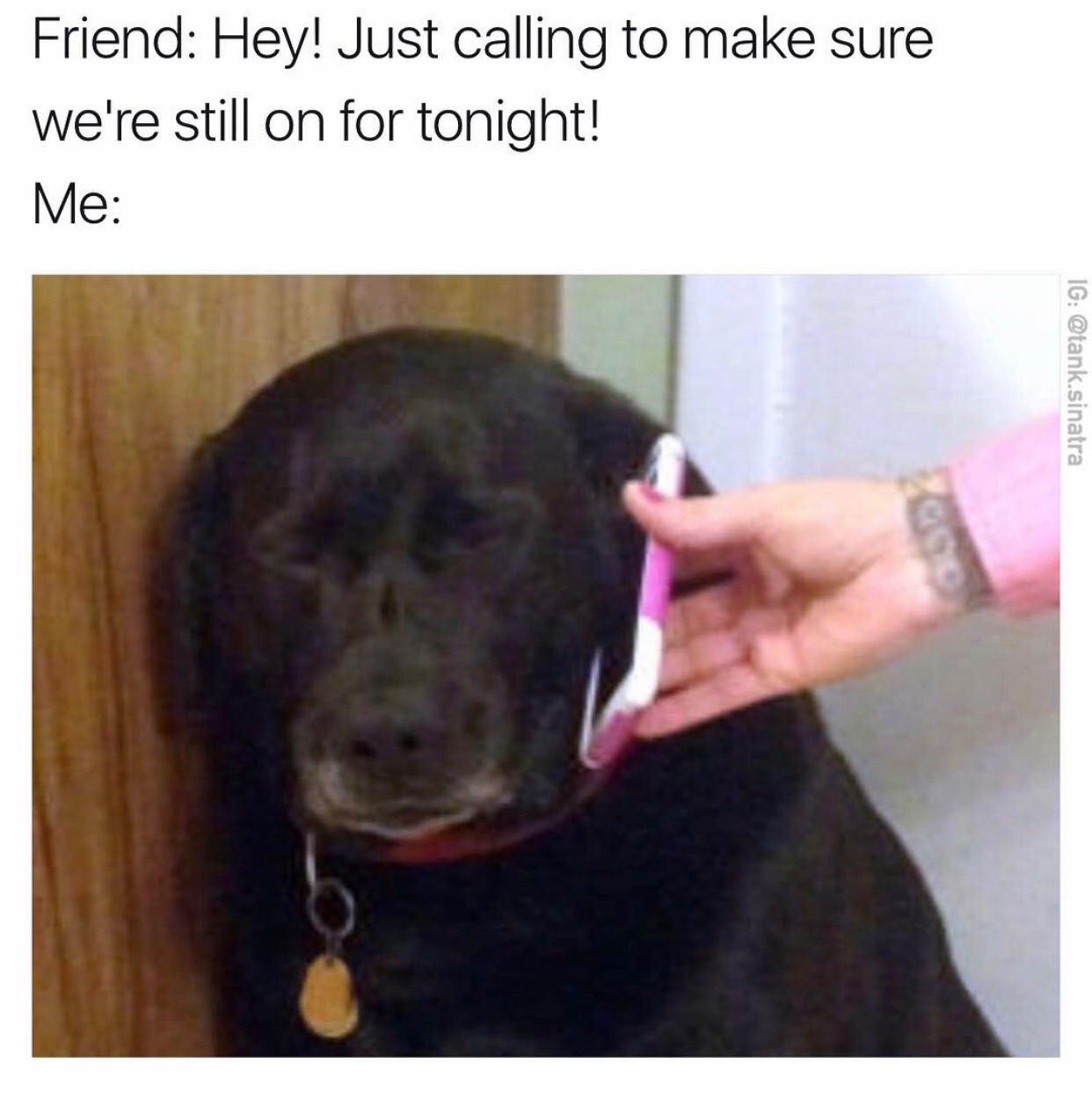 adulting memes - Friend Hey! Just calling to make sure we're still on for tonight! Me Ig .sinatra