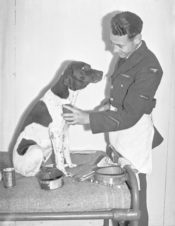 Judy, a purebred English pointer who would often jump in to protect prisoners from beatings in a POW camp during WW2. A British Naval pilot bargained to have her officially considered a POW so the guards could not kill her.

Eventually, they made it home to England together, where they were met with fanfare and fame. Judy was awarded the United Kingdom’s Dickin Medal, which honors the wartime service of animals. In February 1950, she contracted cancer and died at age 13. Williams buried her in a specially made RAF coat. Williams said that every day in the prison camp he thanked God for Judy because she gave him a reason to keep living. “All I had to do was look at her and into those weary, bloodshot eyes,” he said, “and I would ask myself: ‘What would happen to her if I died?”’