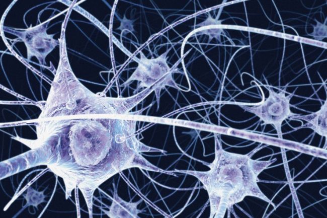 A scientist at the University of Florida, USA, grew a “living ‘brain'” — “a network of 25,000 rat brain cells” — that when “connected to an array of 60 electrodes that can interact with a computer” learned to fly a simulated F-22 stealth fighter jet in a range of weather conditions