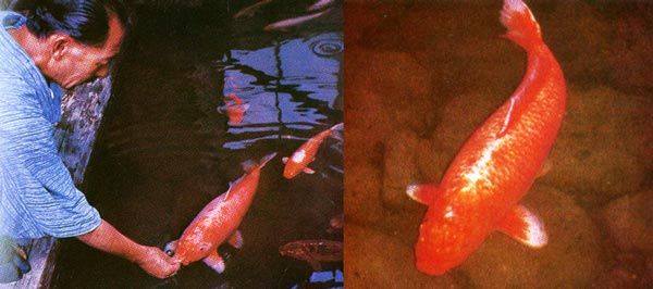 There was a koi named Hanako that lived to be 226 years old. She was born in 1751 and was passed down the generations of one family until her death in 1977.