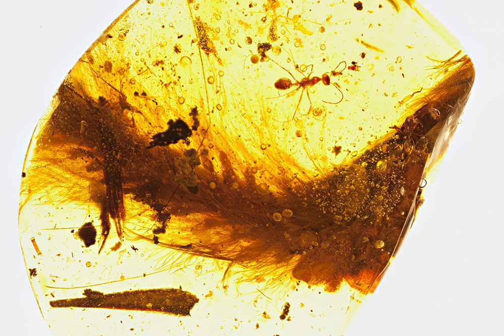 The First Dinosaur Tail discovered is preserved in Amber, 99 Million Years Old and Covered in Feathers