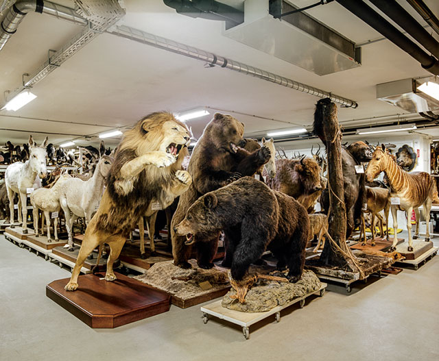 What the Museum of Natural History is hiding in its Basement