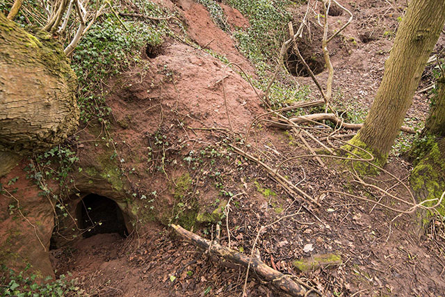 Rabbit hole in Shropshire, England leads to 700 year old Knights Templar cave.

Who are the Knights Templar?
The Knights Templar, also known as the Poor Fellow-Soldiers of Christ and of the Temple of Solomon, were an order of Christian knights that was formed in approximately 1119 A.D., following the First Crusade. The stated responsibility of the Knights Templar was to protect Christian pilgrims who were traveling to Jerusalem. The Knights Templar were given the Temple Mount in Jerusalem as their headquarters, and there are many legends of the Templars excavating the many tunnels beneath the Temple Mount in search of biblical treasures and artifacts.
Primarily due to a financial dispute with King Philip IV of France, the Knights Templar were ordered to be disbanded by Pope Clement V. Many of the Knights Templar were arrested, tortured until they confessed to unimaginable crimes, and then burned at the stake as heretics. Some of the Knights Templar escaped the persecution and went into hiding. There are various traditions as to what happened to the surviving Knights Templar, with the most likely legend being that they eventually formed what is now known as the Freemasons