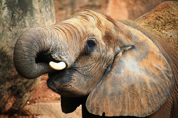 China has announced that they are actively working towards ending the ivory trade in their country.