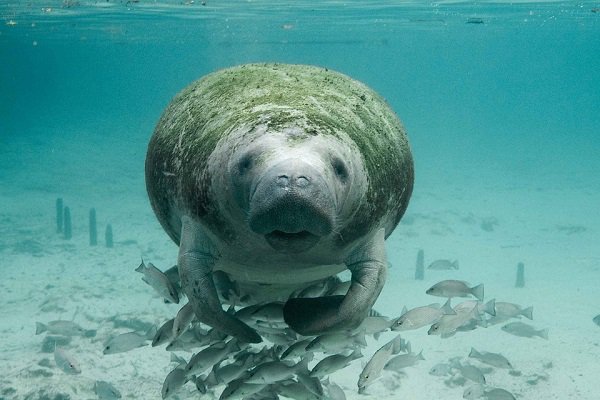 The Manatee has been removed off of the ‘Endangered Species’ list.