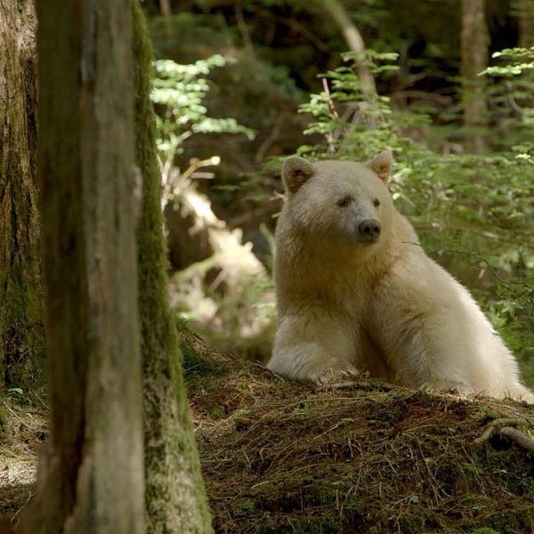 Canada has successfully protected 85% of the world’s largest temperate rainforest, The Great Bear Rainforest.