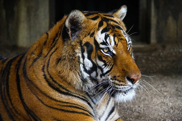 The number of tigers on the planet is increasing for the first time in a century.