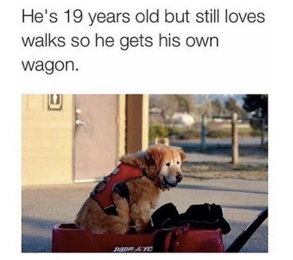 40 Wholesome Memes are so happy you could share them with your grandma