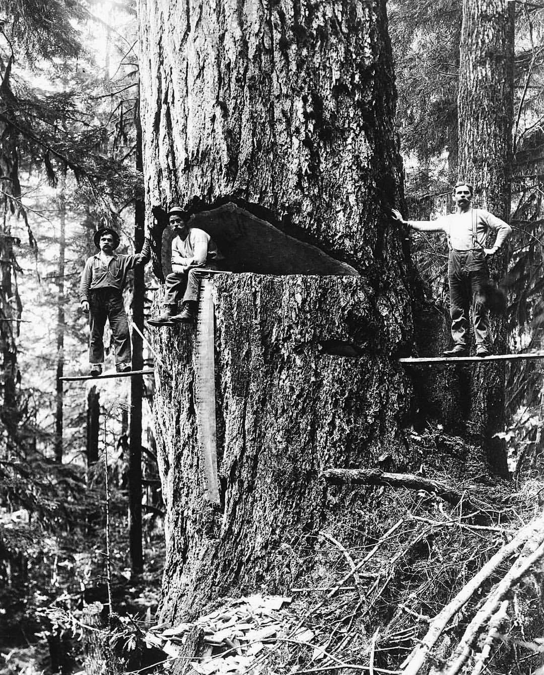 Lumberjacks pose by a large Douglas fir ready for felling Oregon 1918