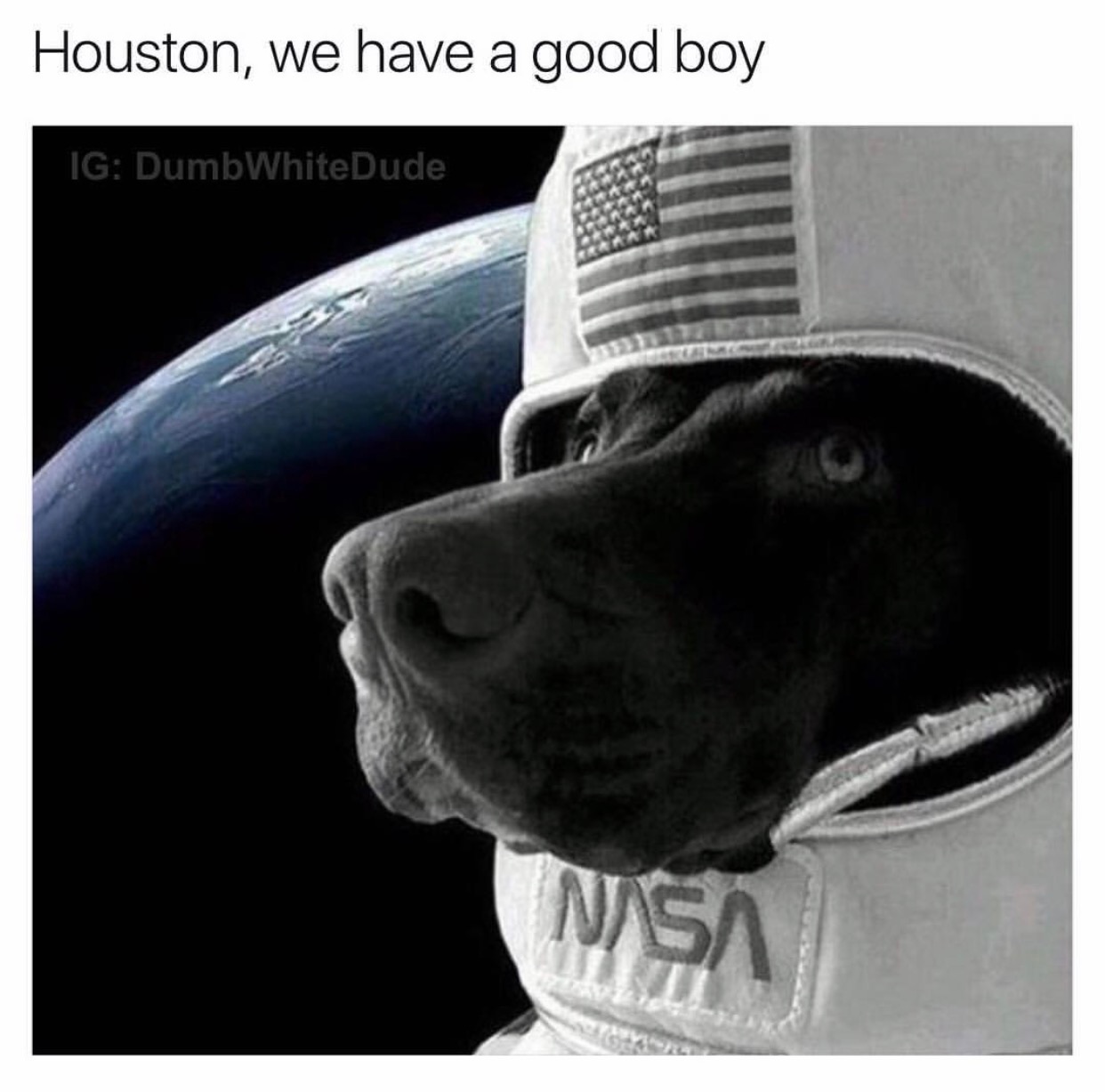 memes - houston we have a good boy - Houston, we have a good boy Ig Dumb WhiteDude