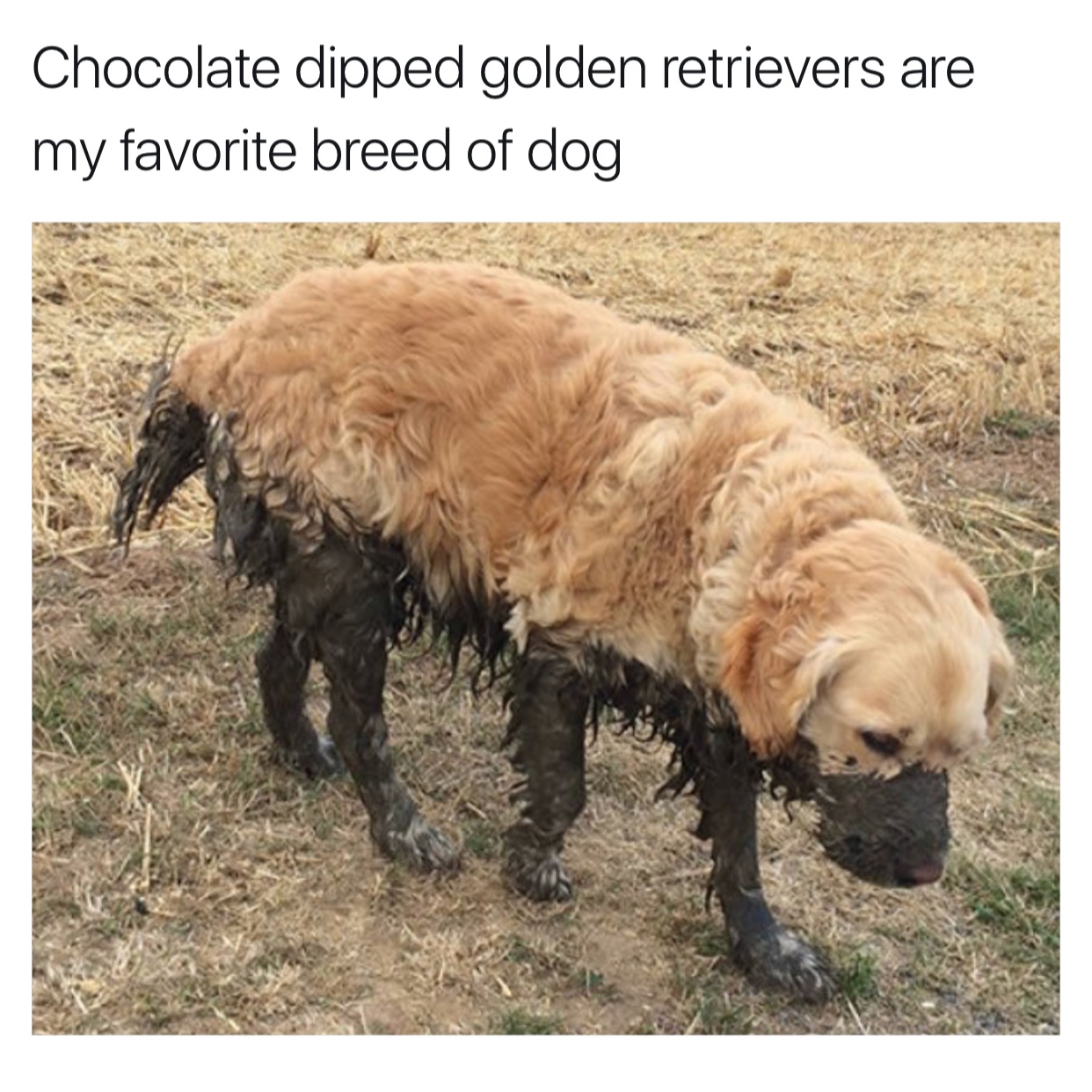 memes - dogs playing - Chocolate dipped golden retrievers are my favorite breed of dog