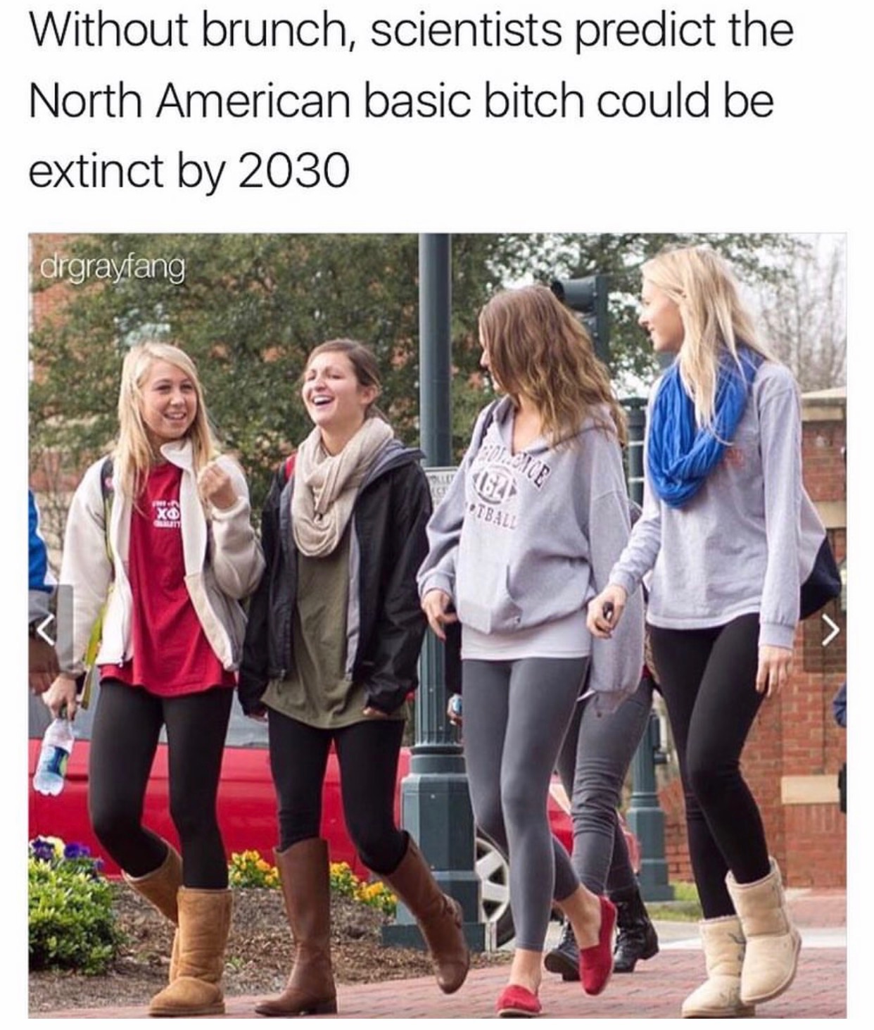 memes - basic bitch uggs - Without brunch, scientists predict the North American basic bitch could be extinct by 2030 drgrayfang Tball