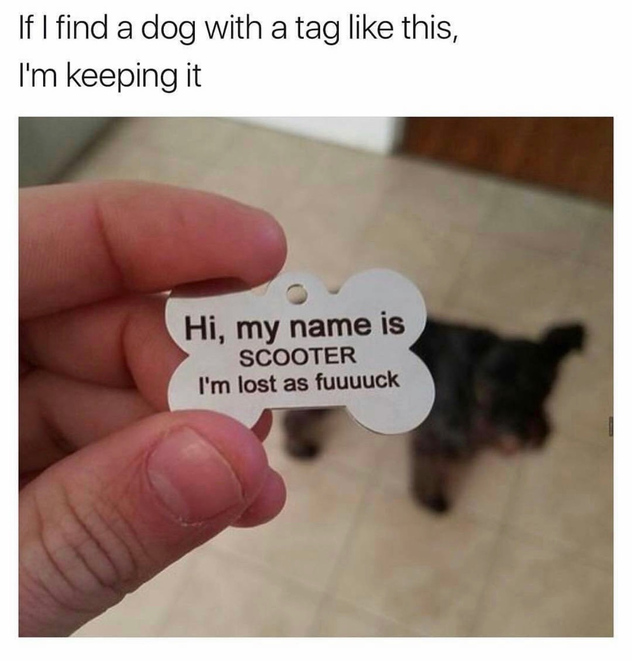 memes - i m lost as fuuuuck - If I find a dog with a tag this, I'm keeping it Hi, my name is Scooter I'm lost as fuuuuck